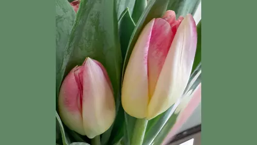 Букетик 11 розовых тюльпанов FMART by flowwow