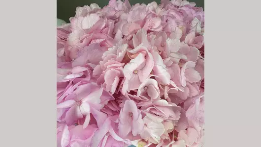 Коробочка из&nbsp;розовых гортензий FMART by flowwow