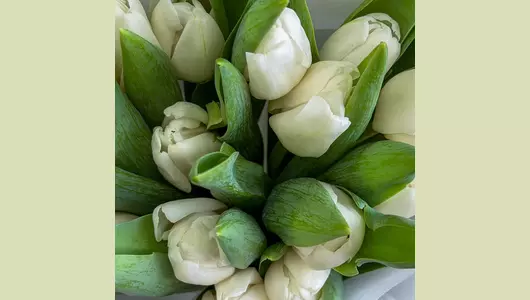 Букет 15 белых тюльпанов FMART by flowwow