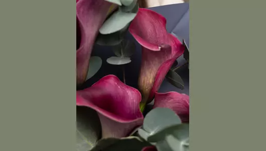 Монобукет из&nbsp;калл и&nbsp;эвкалипта