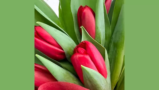 Букет 15 красных тюльпанов FMART by flowwow