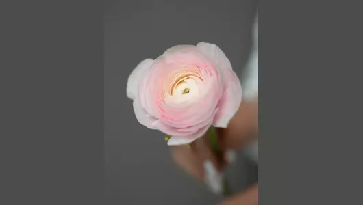 Ранункулюс розовый  5шт.