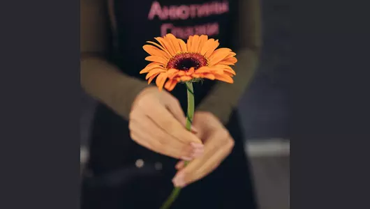 Яркая оранжевая гербера  5шт. (60см)