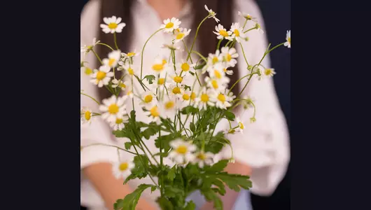 Ромашка-танацетум из&nbsp;Италии: теплота и&nbsp;забота (5шт)