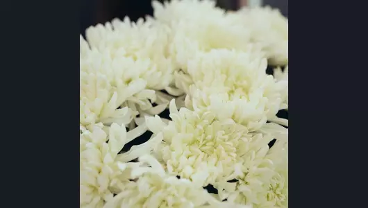 Хризантема одноголовая, сорт Антонов 5шт. (75см)