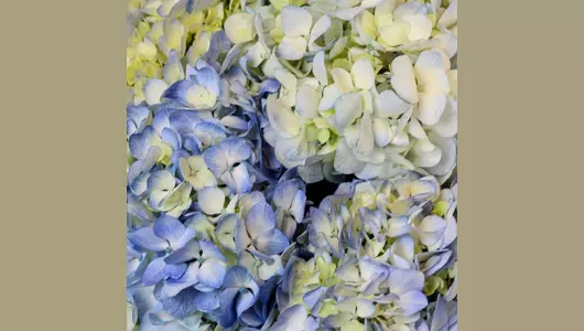 Монобукет из&nbsp;5 штук гортензии "Голубые облака" FMART by flowwow