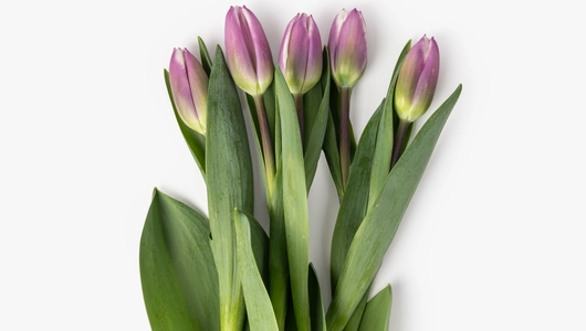 Тюльпаны букет, 5 шт