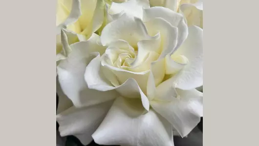 Белая французская роза в&nbsp;воздушной упаковке 7 шт FMART by flowwow