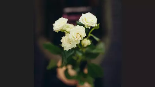 Роза кустовая, белая  5шт. (70см)