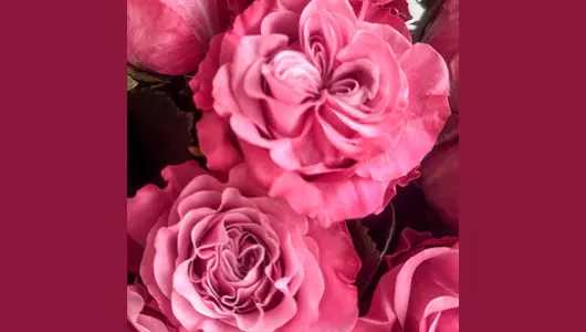 Букет 25 розовых пионовидных роз FMART by flowwow