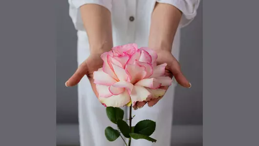 Французская Роза Эсперанс из&nbsp;Эквадора (70см)  5шт.