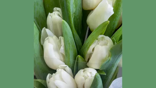 Букет 15 белых тюльпанов FMART by flowwow