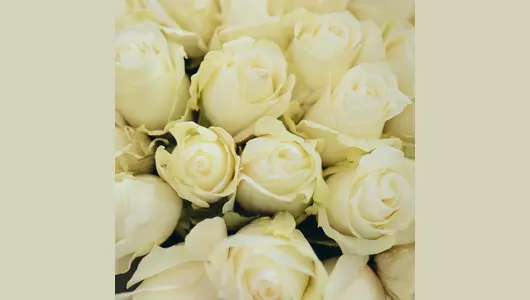 Роза мондиаль, королева роз 5шт. (70см)