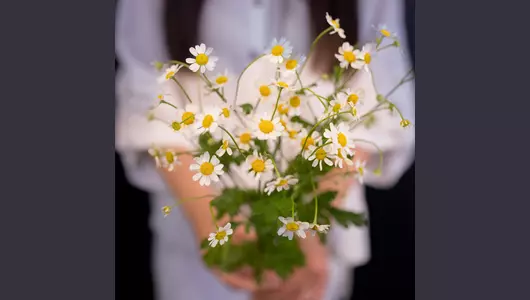 Ромашка-танацетум из&nbsp;Италии: теплота и&nbsp;забота (5шт)