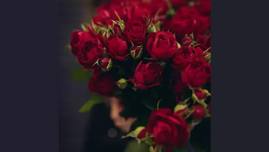 Роза кустовая, красная 5шт. (70см)