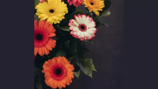 Яркий букет из&nbsp;15 гербер: праздник красок и&nbsp;радости