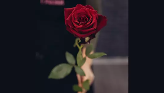 Букет из&nbsp;7 красных роз (70см)