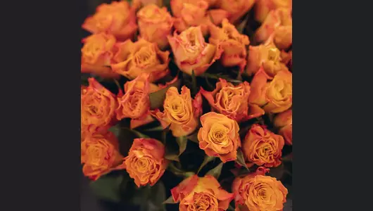 Букет из&nbsp;31 розы Марио (50см)