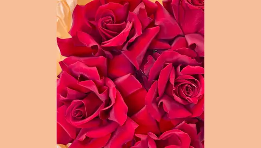 Французская красная роза 7 штук в&nbsp;упаковке FMART by flowwow