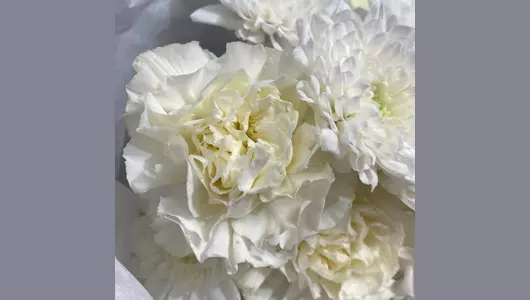 Пушистый белоснежный букет для&nbsp;любимой. Гвоздики и&nbsp;хризантемы FMART by flowwow