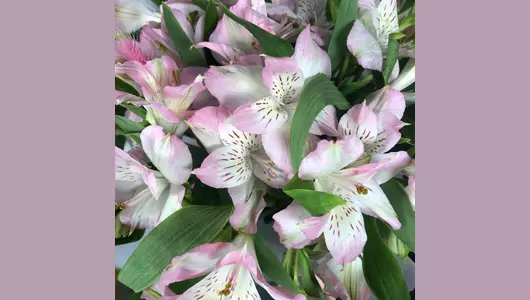 Нежные альстромерии в&nbsp;коробке FMART by flowwow