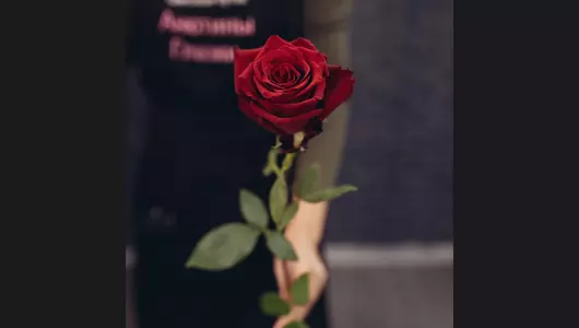 Красная роза 5шт. (70см)