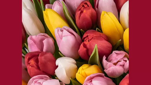 Букет из&nbsp;51 тюльпанов микс стандарт под&nbsp;ленту