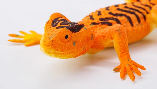 Ящерица тянущаяся, в ассортименте