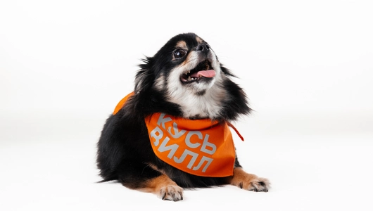 Бандана для собак (оранжевая) со светоотражающими элементами