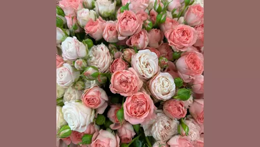 Букет пионовидных роз «Моей Королеве»