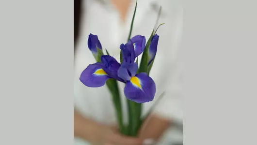 Ирис голландский  5шт.