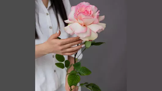 Французская Роза Эсперанс из&nbsp;Эквадора (70см)  5шт.