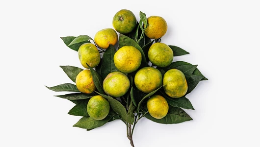 Мандарины с листочком