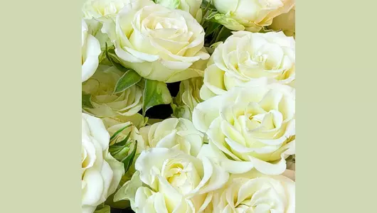 Монобукет из&nbsp;15 штук кустовой розы "Чистота и&nbsp;нежность" FMART by flowwow