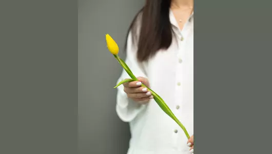 Желтый тюльпан Стронг Голд: солнечное настроение  5шт.