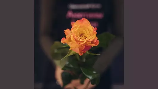 Роза Марио 5шт. (50см)