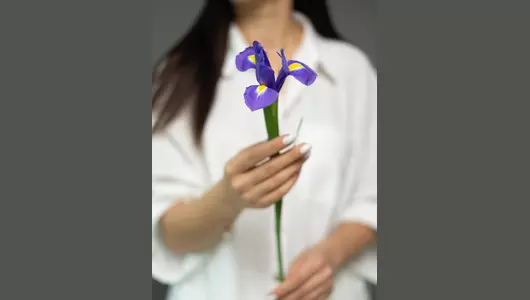 Ирис голландский  5шт.