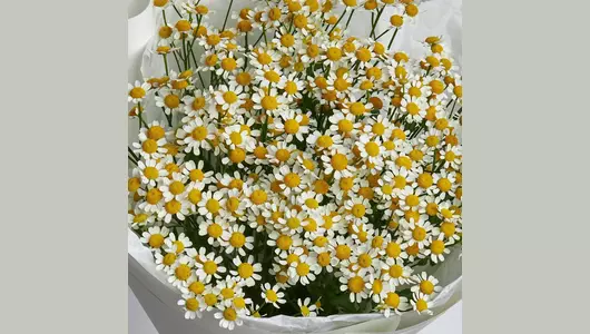Ромашка в&nbsp;букете «Мое солнышко» FMART by flowwow