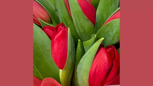 Букет 25 красных тюльпанов FMART by flowwow