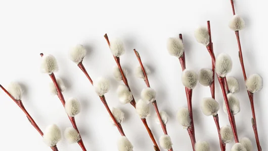 Вербы букет, 9 шт