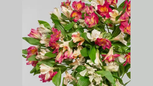 Букет из&nbsp;15 нежных альстромерий микс