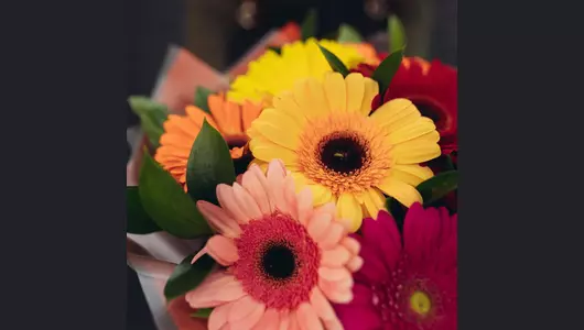 Яркий букет из&nbsp;15 гербер: праздник красок и&nbsp;радости