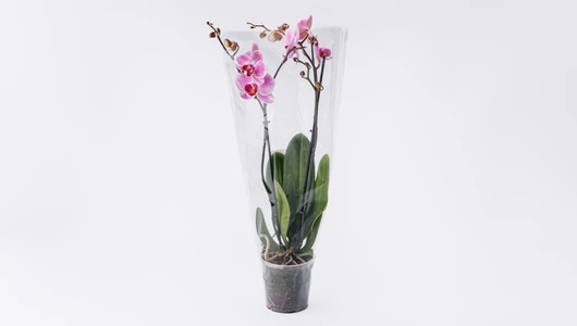 Фаленопсис в горшочке, шт