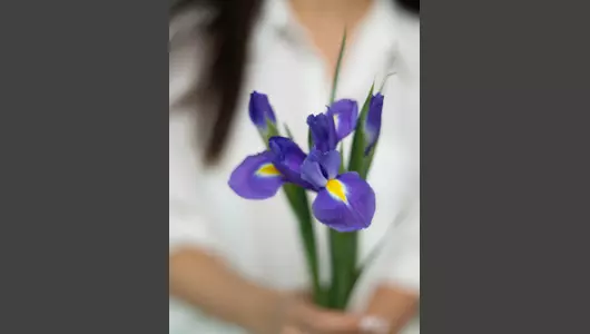 Ирис голландский  5шт.