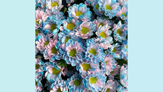 Букет «Сияние неба» из&nbsp;25 сантини FMART by flowwow