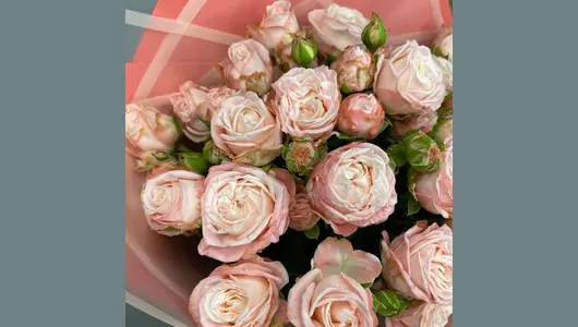 Пионовидная кустовая нежно розовая роза в&nbsp;упаковке FMART by flowwow