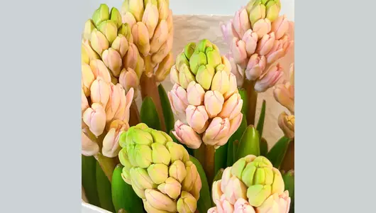 Монобукет из&nbsp;9 розовых гиацинтов "Весенний привет" FMART by flowwow