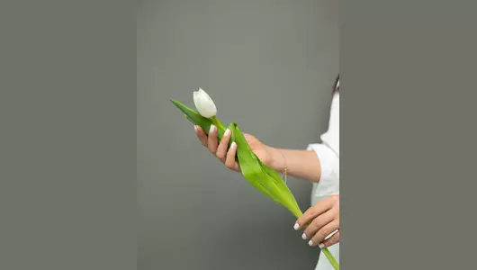 Тюльпан Антарктика: белоснежный сорт  5шт.