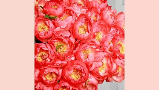 Букет пионов корал 35 шт