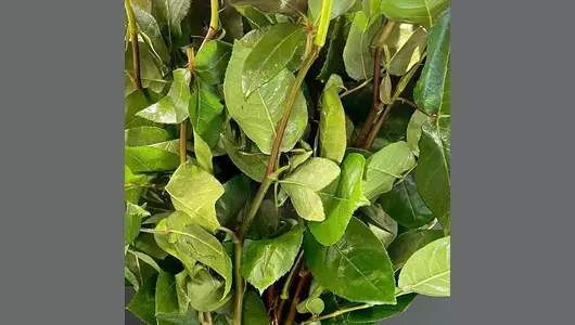 Букет из&nbsp;23 розовых роз Пинк Флойд (70см)